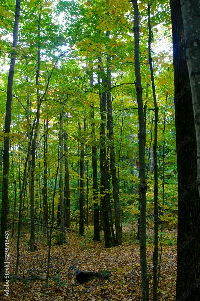 Obraz premium tall trees in spring forest #2