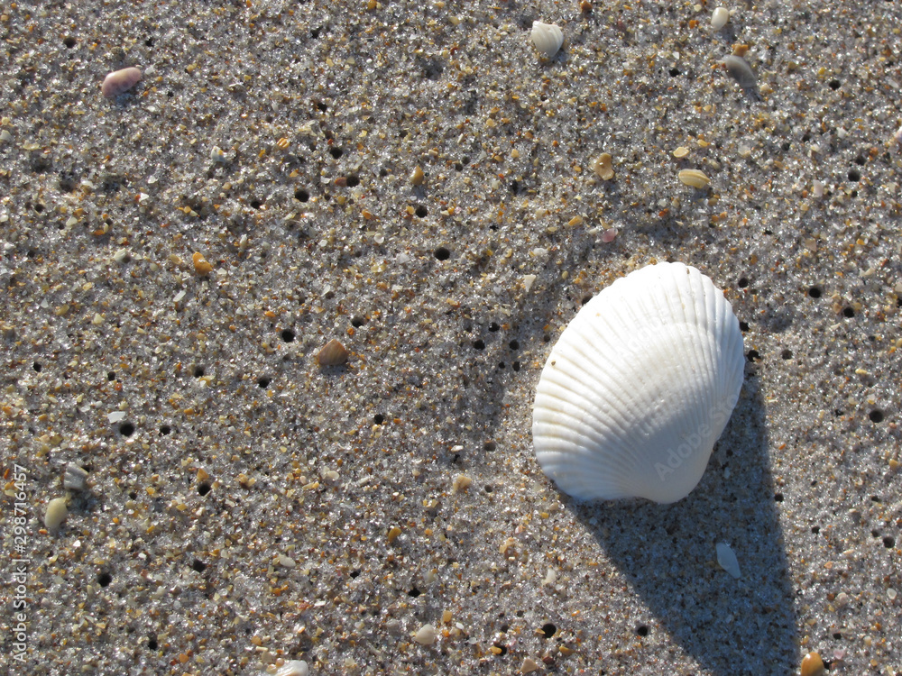 closeup of white scallop sheel on beach closeup of white scallop sheel on beach