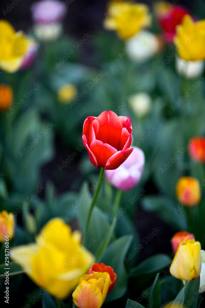 colorful tulips in the garden #2 colorful tulips in the garden #2