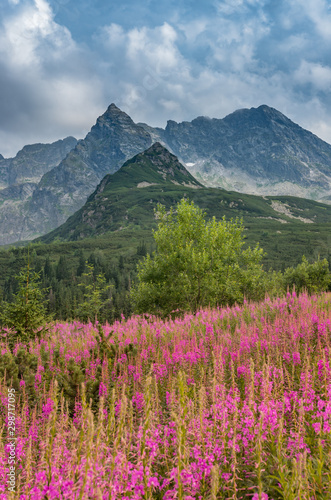 Górski krajobraz, panorama Tatr, Polska kolorowe kwiaty i szczyty w dolinie Gąsienicowej (Hala Gasienicowa), lato