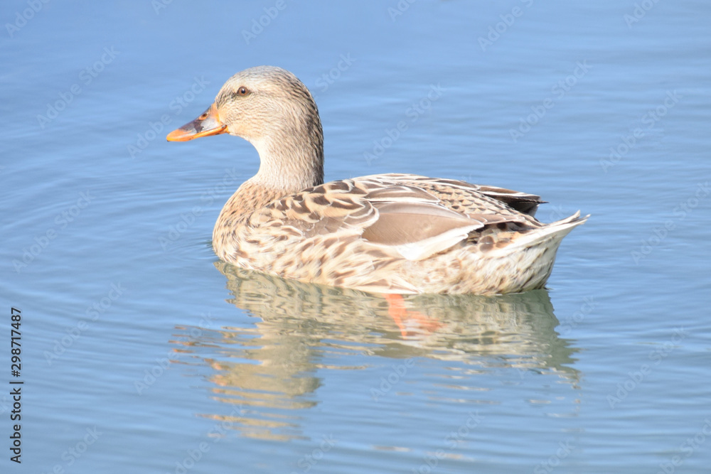 Anas platyrhynchos hembra. Anas platyrhynchos hembra.
