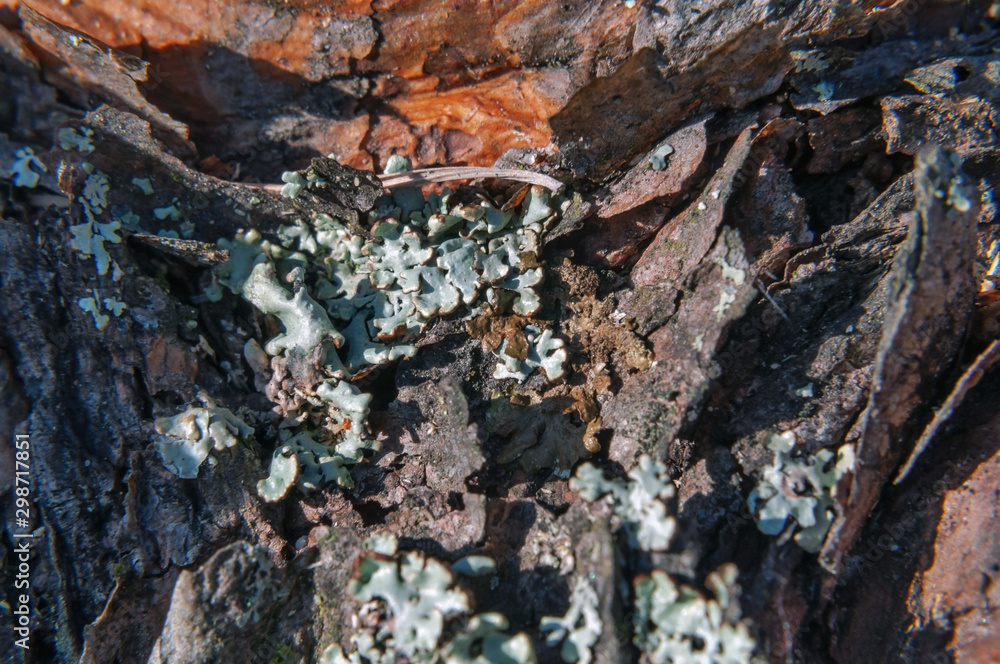 Pine bark covered with lichen, closeup photo Pine bark covered with lichen, closeup photo