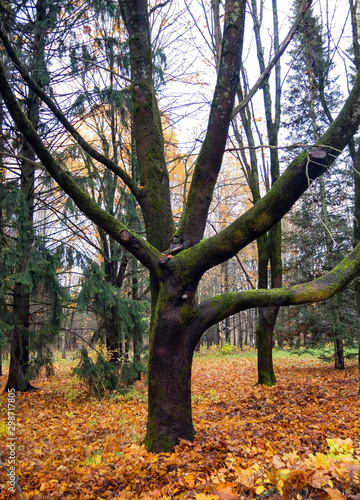 Old tree in a city park on a cloudy October day © Volnnata