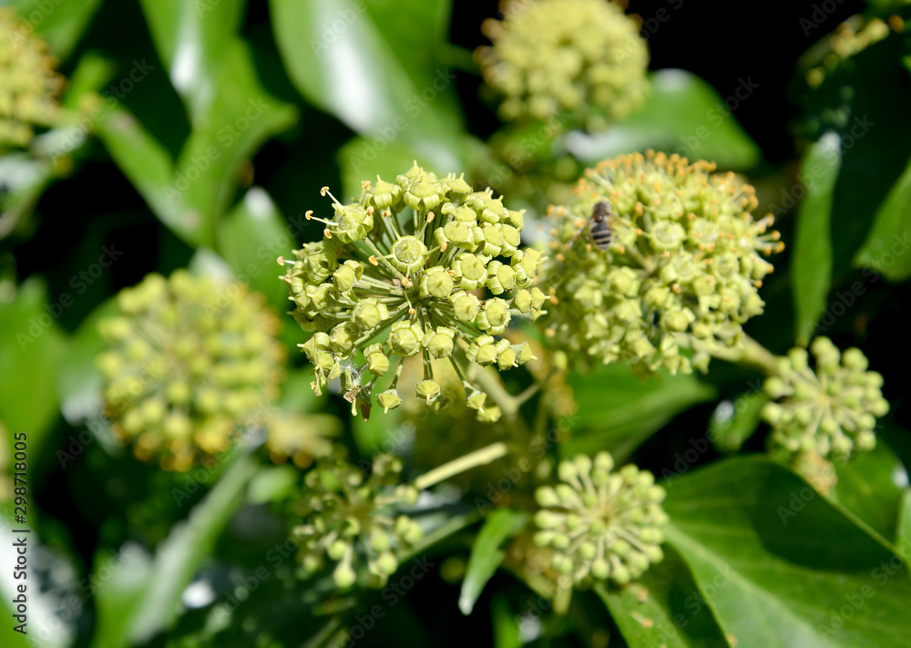 Common Ivy Flowers (Hedera helix L.), Large Plan Common Ivy Flowers (Hedera helix L.), Large Plan