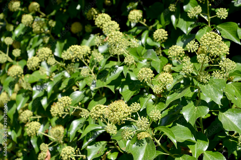 Flowering ivy common (Hedera helix L.) Flowering ivy common (Hedera helix L.)