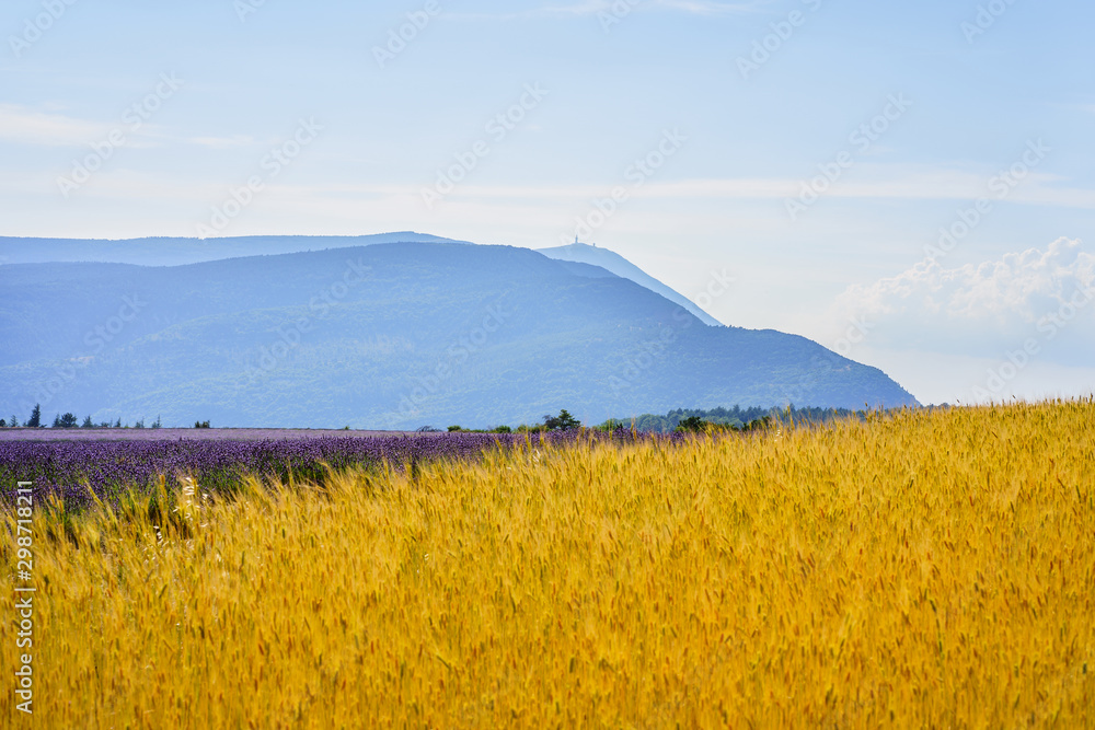 Champ de l'engrain ou petit épeautre et champ de lavande en Provence, France. Le Mont Ventoux en arrière-plan.