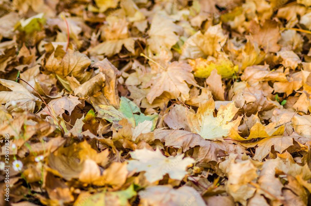 Yellow autumn leaves of deciduous trees-background Yellow autumn leaves of deciduous trees-background