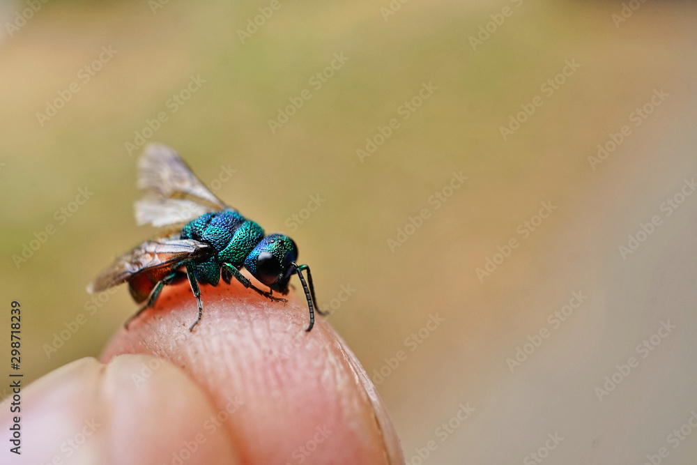 Obraz premium Insekt - Sand-Goldwespe