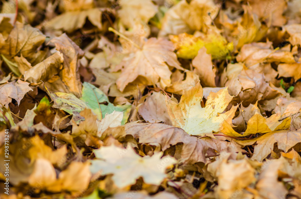 Yellow autumn leaves of deciduous trees-background