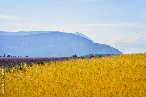 Champ de l'engrain ou petit épeautre et champ de lavande en Provence, France. Le Mont Ventoux en arrière-plan. 	 photo