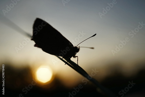 Sillhouette eines Schmetterlings beim Sonnenuntergang 