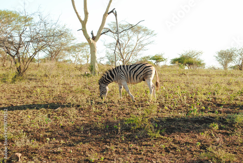 Wild zebras while on safari in South African nature reserve