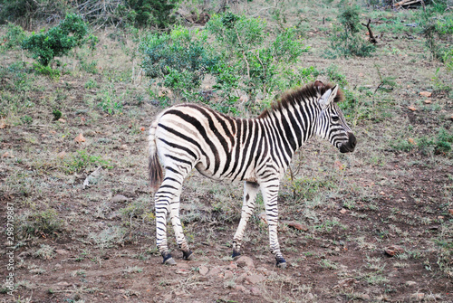 Wild zebras while on safari in South African nature reserve