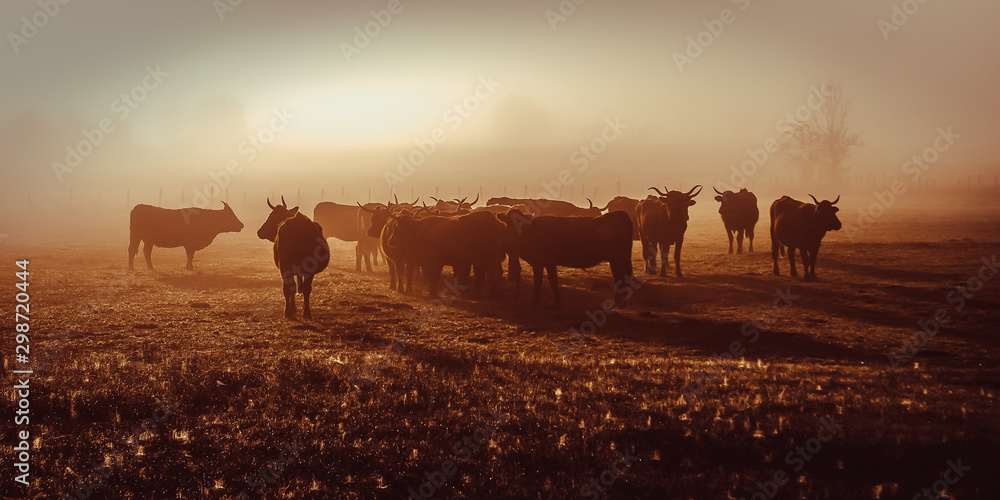 Salers cow in the morning fog in French Cantal