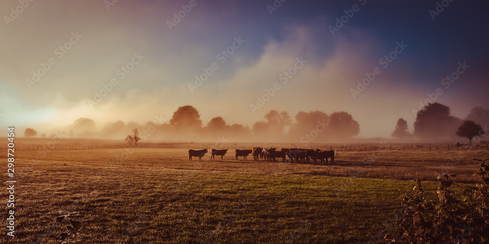 Salers cow in the morning fog in French Cantal