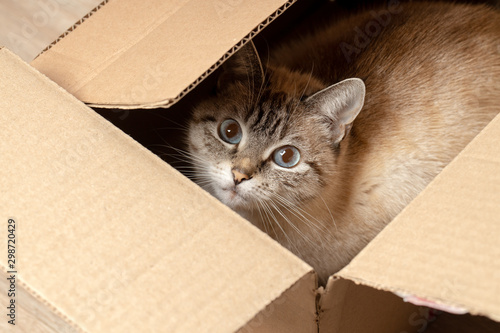 domestic tabby cat hiding at paper box. domestic pet.