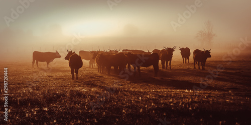 Salers cow in the morning fog in French Cantal