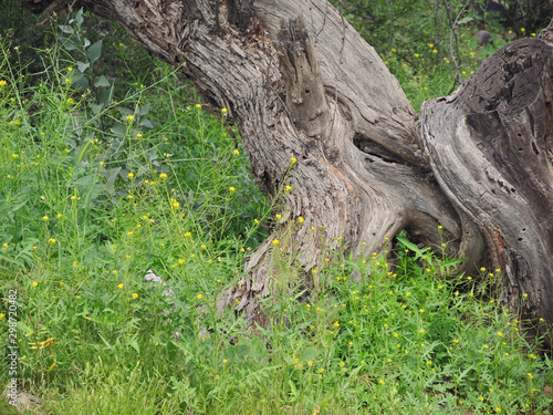 Fallen Trunk Gesture in the Field by Snake River