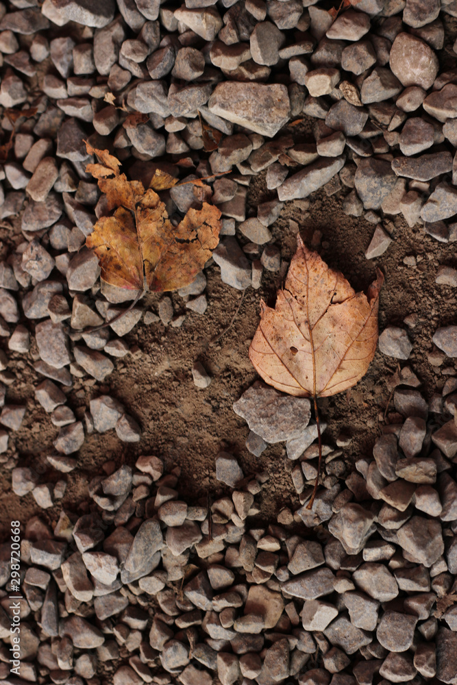 autumn leaves on stones autumn leaves on stones