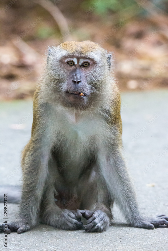 Naklejka premium Portrait of bored and thoughtful monkey with bright yellow eyes and wrong bite with the sticking-out tooth. Crab-eating macaque or the long-tailed macaque. Singapore