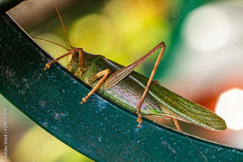 grasshopper on metal chair © Ari