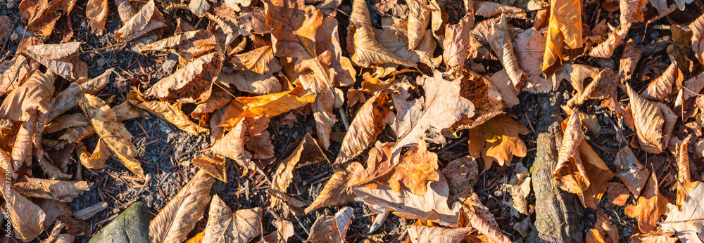 Beautiful October. Fallen colorful leaves lie on ground, top view. Autumn in forest. Wide angle natural background, banner format Beautiful October. Fallen colorful leaves lie on ground, top view. Autumn in forest. Wide angle natural background, banner format