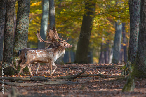 fallow deer, dama dama, slovakia © Ivan