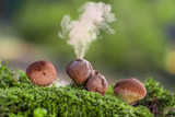 Puffball fungus (Lycoperdon perlatum) spores reproduction smoke mushroom