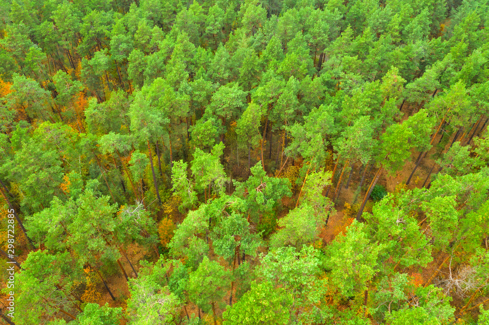 aerial view to green pine forest
