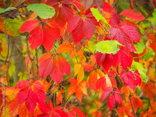 background from colourful  leaves of wild grape