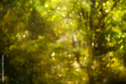 Raindrops on blurred leafy background, rainy texture