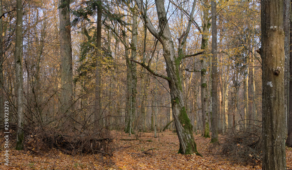 Autumnal deciduous tree stand with hornbeams and oaks Autumnal deciduous tree stand with hornbeams and oaks