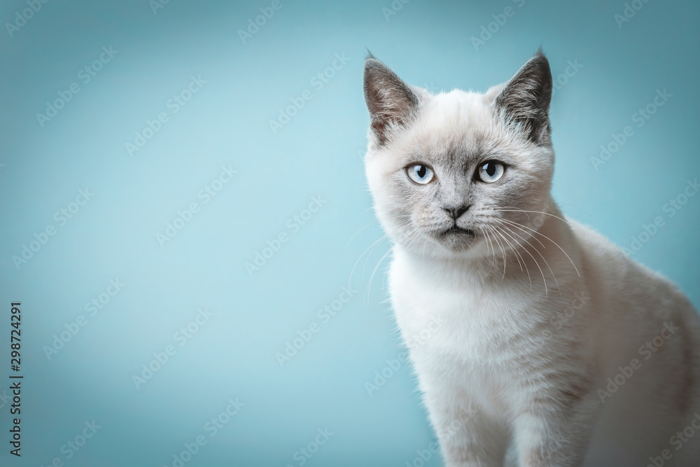 Portrait of a kitten with short hair looking at the camera and place for text