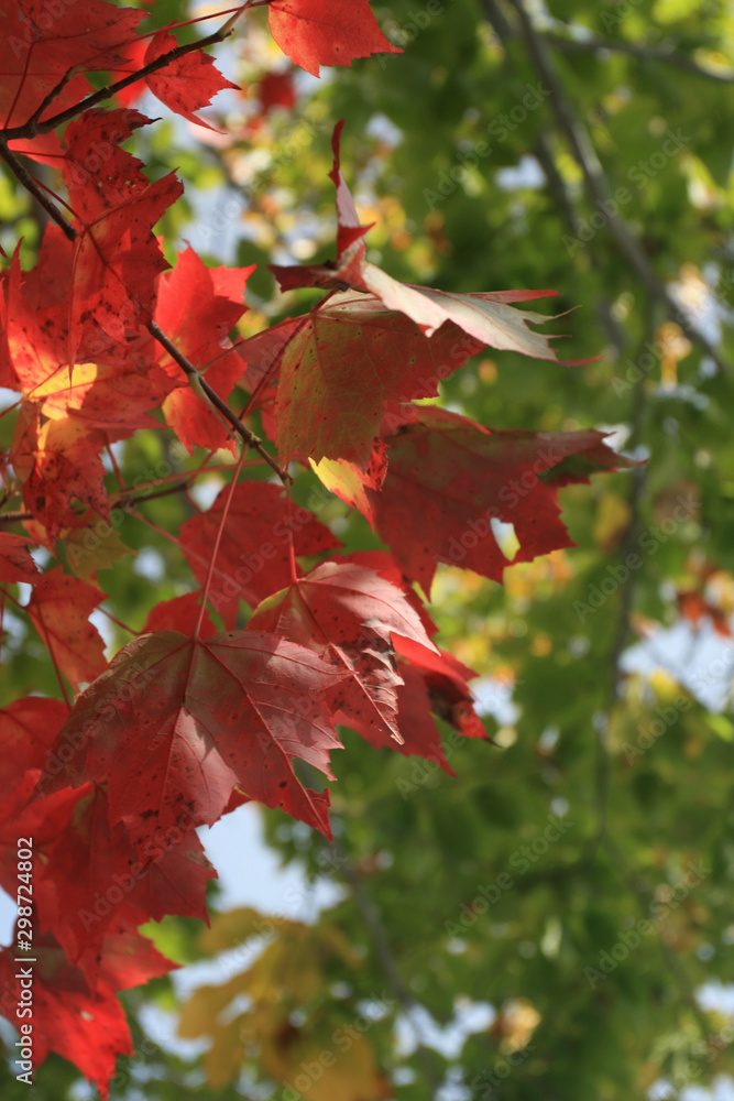 closeup of red and green autumn maple leaves closeup of red and green autumn maple leaves