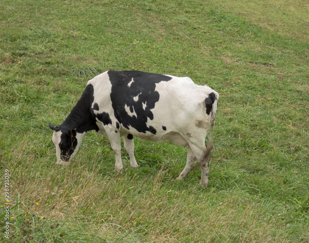 Cow grazing in the field of green grass