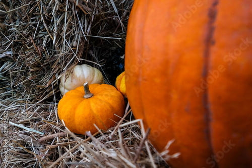 Multiple pumpkins and gourds on a bundle of hay. The pumpkins are bright orange with a single white gourd. The autumn hay is straw and clean.