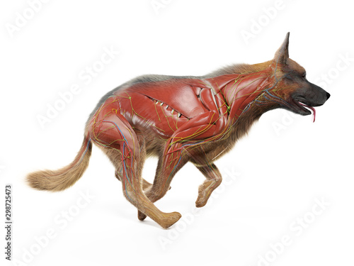 Fototapeta Naklejka Na Ścianę i Meble -  3d rendered medically accurate illustration of a dogs muscles