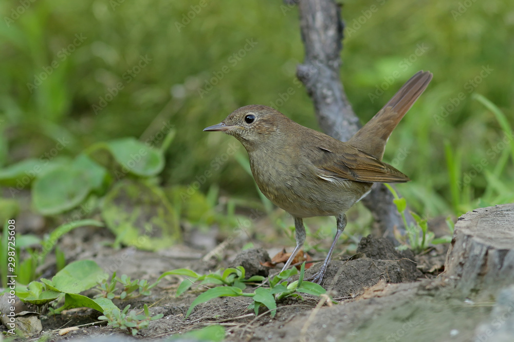 robin on a branch robin on a branch