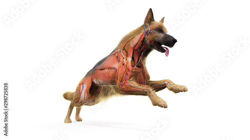 Photography 3d rendered medically accurate illustration of a dogs muscles