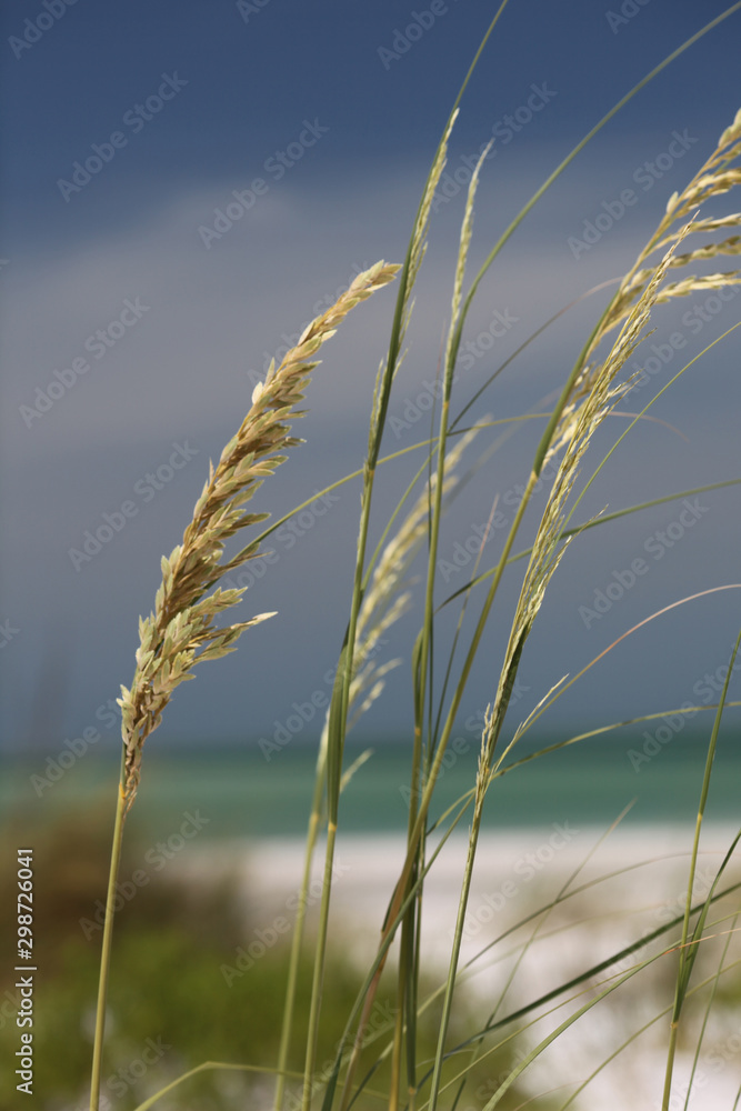 Fototapeta premium closeup of sea oats on beach dune #3