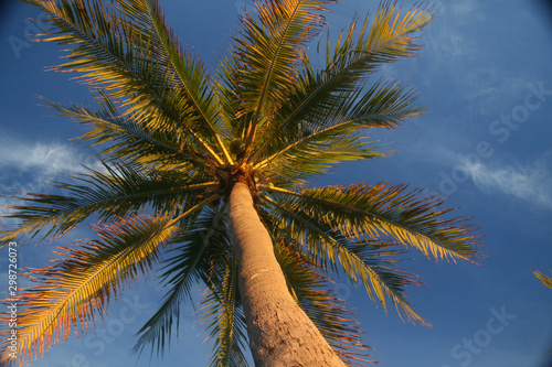 sunny tall palm tree on background of blue sky
