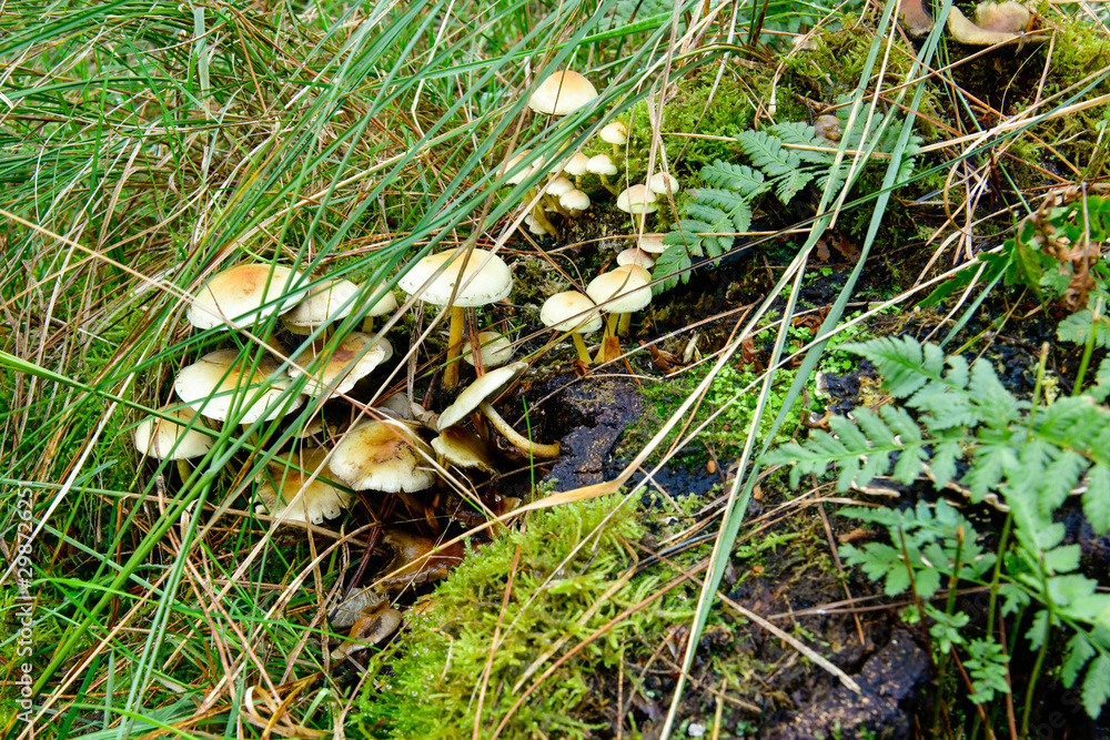 Obraz premium mushroom, nature, mushrooms forest, autumn season for mushrooming mushrooms in grass and ferns food, poisonous