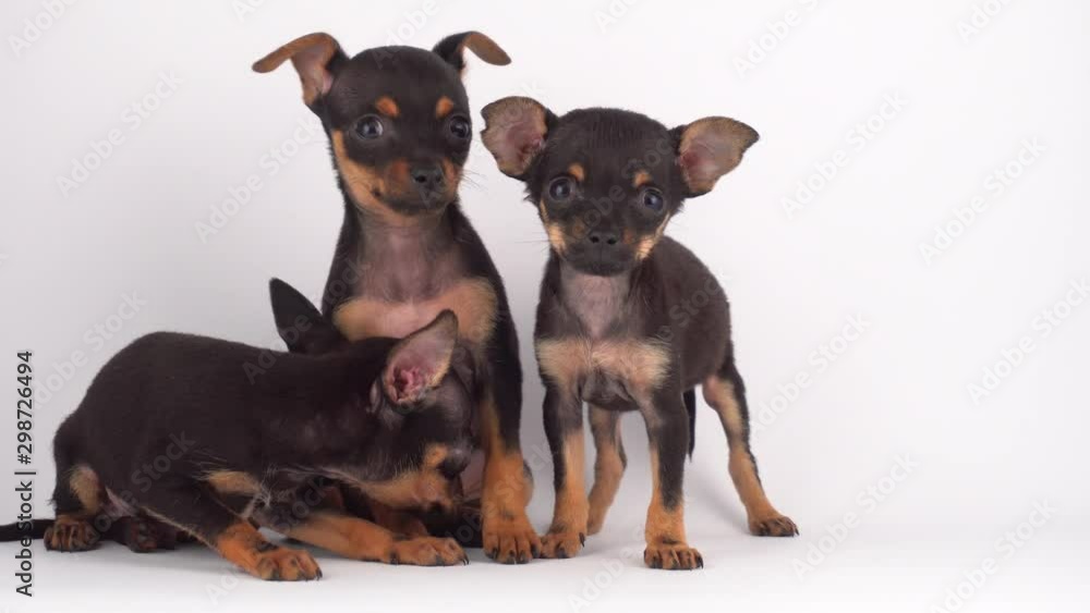 Russian Toy Terrier puppy dog white background Russian Toy Terrier puppy dog white background