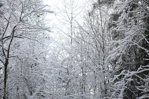 Winter landscape. Forest under the snow. Winter in the park.