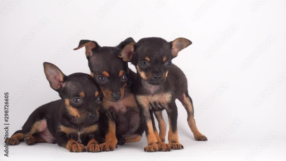 Russian Toy Terrier puppy dog white background Russian Toy Terrier puppy dog white background