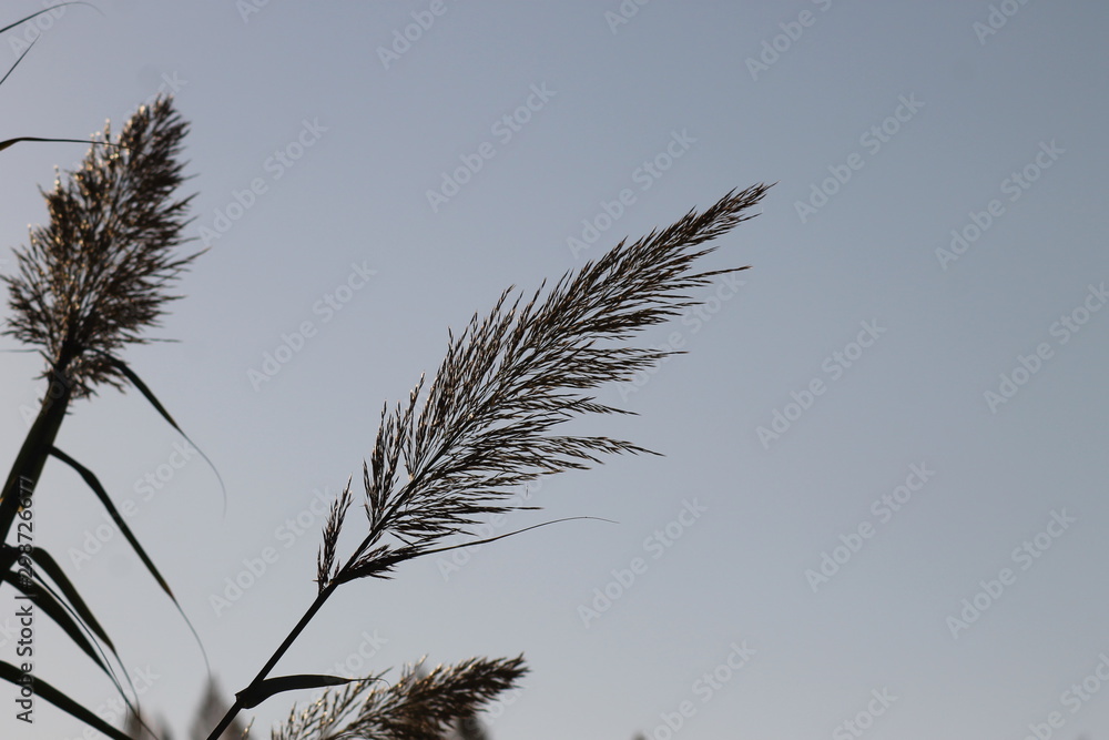 Obraz premium Beautiful fluffy cane, reed close up background. Silhouettes of herbs.