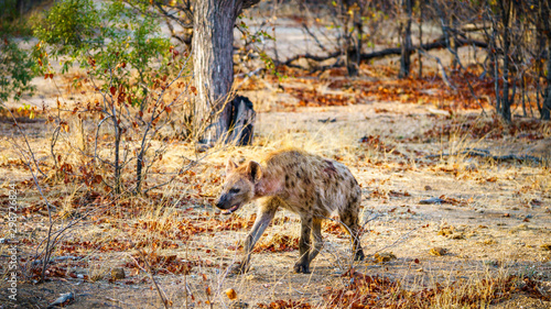 Fototapeta Naklejka Na Ścianę i Meble -  hyena in kruger national park, mpumalanga, south africa 10