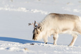 Svalbard Reindeer smelling reindeer droppings in the snow in Svalbard, Norway