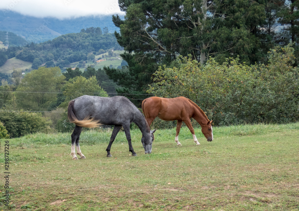 A pair of beautiful horses are grazing in a forest meadow.  Autumn day