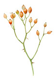 Decorative twig with berries. Watercolor illustration of a rosehip branch with orange fruits on a white background.